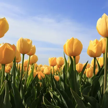 Dağ evi Chalet Callassande *