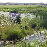Domek alpejski Chalet Callassande Callantsoog