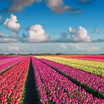 Chalet Callassande * Callantsoog