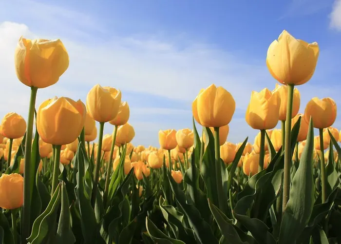 Alpehytte Chalet Callassande *